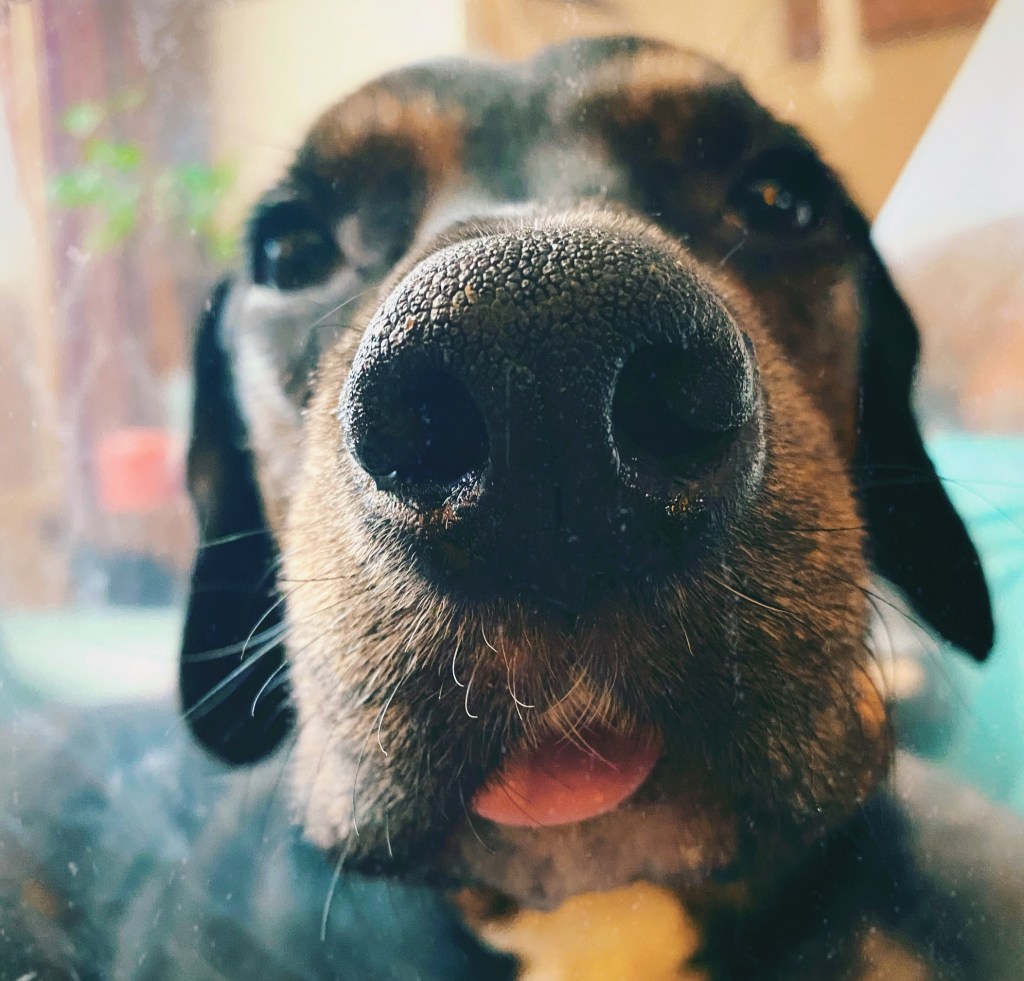 Dog Bilateral Rostral Mandibulectomy | Guillermo’s Journey